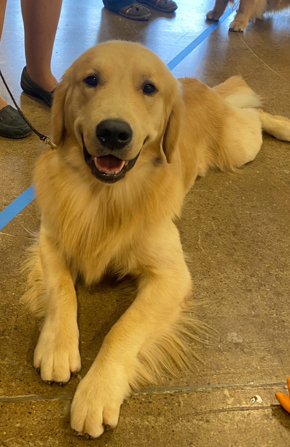 Greyson Lakesyde Golden Retrievers